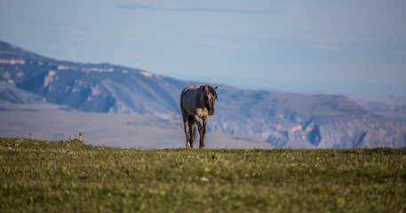 Pryon Mountain Mustangs