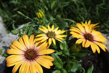 gerbera yellow