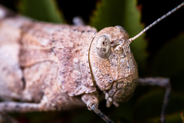 High magnification macro of grashopper's head
