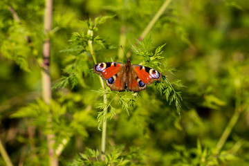 Butterfly resting on a green plant