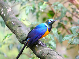 Oiseau
