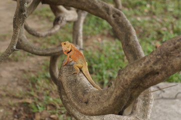 Orange lizard walking across twisted tree killing fields Cambodia