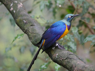 Oiseau