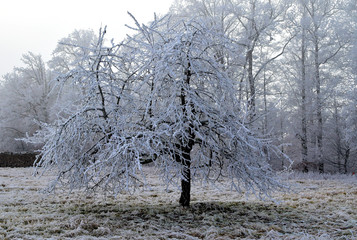 frostiger Baum