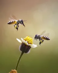 Zelfklevend Fotobehang Bij Honingbijen