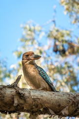 Kingfisher Blue-winged Kookaburra sitting on a branch at Katherine Gorge in Nitmiluk National Park, Northern Territory, Australia.