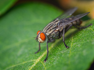Extreme sharp and detailed photo of fly sitting on leaf close up - Photo stacked from more images for better detail, sharpness and depth of field. 