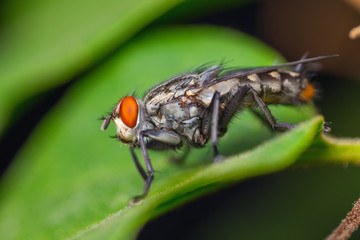 Close up of fly sitting on leaf 