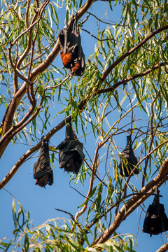 Some Bats in an eucalyptus tree at Katherine Gorge, Northern Territory, Australia.