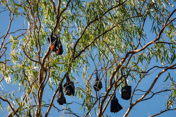 A group of Bats in a gum tree at Katherine Gorge, Nitmiluk National Park, Northern Territory, Australia.