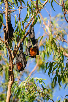 A group of Bats hanging in a gum tree at Katherine Gorge, Nitmiluk National Park, Northern Territory, Australia.