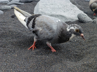 Graue Taube am Strand von Teneriffa