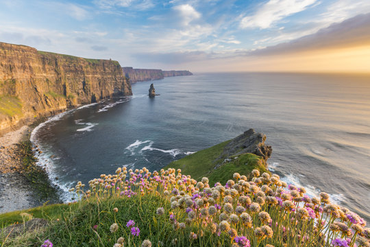 Cliffs of Moher at sunset, with flowers in the foreground, Liscannor, County Clare, Munster province, Republic of Ireland