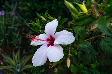 Hibiskusblüte auf Kreta © Sebastian