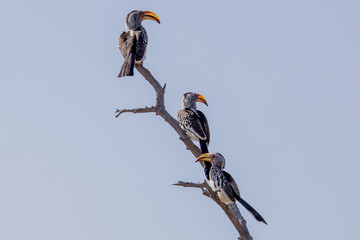 Vögel Südafrika