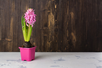 Spring time concept. Hyacinth on wooden table. Space for text