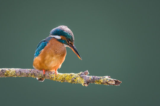 Kingfisher (Alcedo atthis) taken when the sun was still low in the sky, Worcestershire, England, United Kingdom, Europe