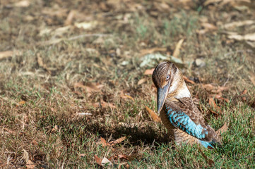 Kingfisher Blue-winged Kookaburra Kookaburra looking a bit 'threatening' at Katherine Gorge, Australia
