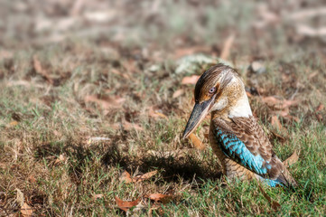Kingfisher Blue-winged Kookaburra sitting on the ground at Katherine Gorge in Nitmiluk National Park, Northern Territory, Australia.