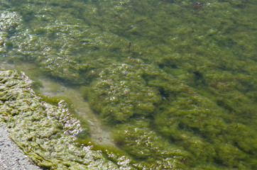 The sea after a storm is polluted by seaweed