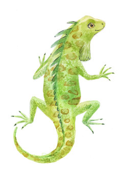 Iguana Watercolor Vector Illustration