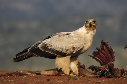 Tawny eagle (Aquila rapax) on carcass, Zimanga Private Game Reserve, KwaZulu-Natal