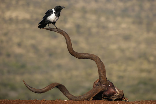 Pied crow (Corvus albus), Zimanga Private Game Reserve, KwaZulu-Natal