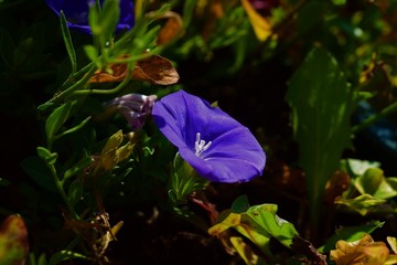 blaue Sch&ouml;nheit