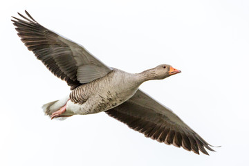 close up of a goose flying
