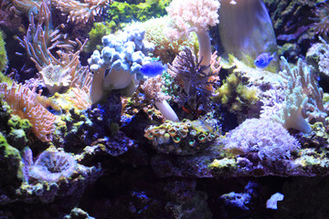 Fototapeta na wymiar sea aquarium background