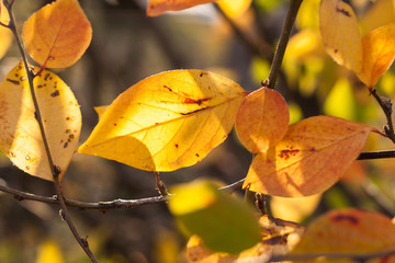 Obraz premium Natural background. Close-up sunlit yellow autumn leaves.