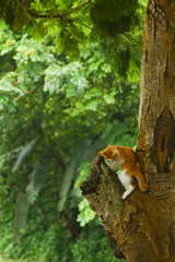Cat On The Tree