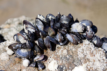 Miesmuschel-Kolonie © AnnaReinert