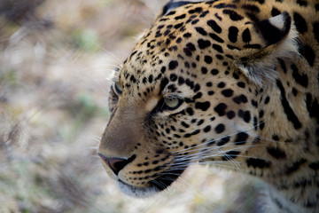 Fototapeta na wymiar Leopard Südafrika