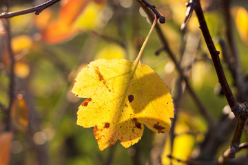 Close-up one yellow leaf on beautiful colorful autumn background.