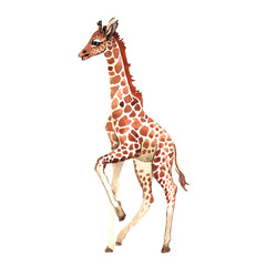 Exotic giraffe wild animal in a watercolor style isolated. Full name of the animal: camelopard. Aquarelle wild animal for background, texture, wrapper pattern or tattoo.