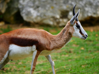 Antilope

