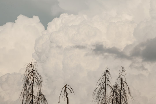 dead trees gray cloudy sky