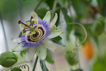mburucuya flower
