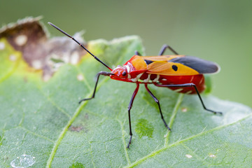 Image of Red Cotton Bug (Dysdercus cingulatus Fabricius) on green leaves. Insect Animal