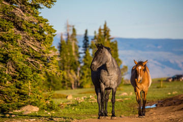 Naklejka premium Pryon Mountain Mustangs