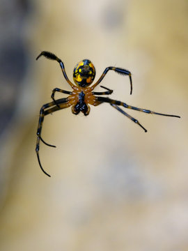 Image of an opadometa fastigata spiders(Pear-Shaped Leucauge) on the spider web. Insect Animal