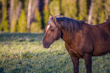 Fototapeta premium Pryon Mountain Mustangs