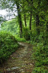 Countryside road scenery