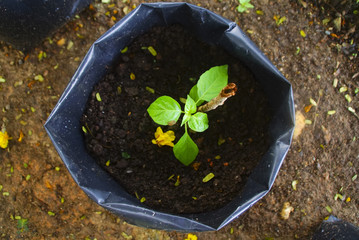 Green plants are planted in the garden