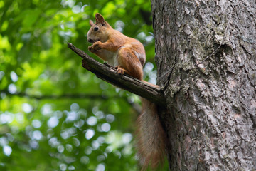 Squirrel on the tree is uhsptn walnut. Animals