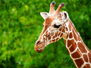 Girafe