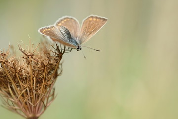 Kleiner Bläuling in einer Wildwiese