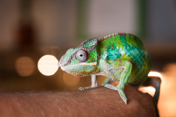 Detail of Chameleon's face on hand.