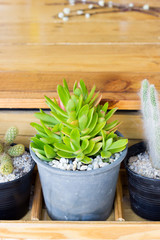 Cactus in a pot is placed in a wooden plank.